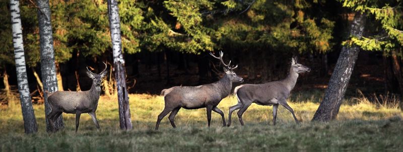 Дикиеphoto preview