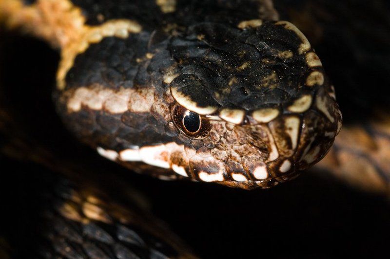 гадюка, орлова Гадюка Орлова.photo preview