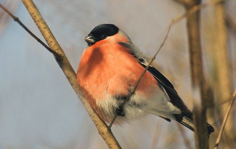 краснопузикphoto preview