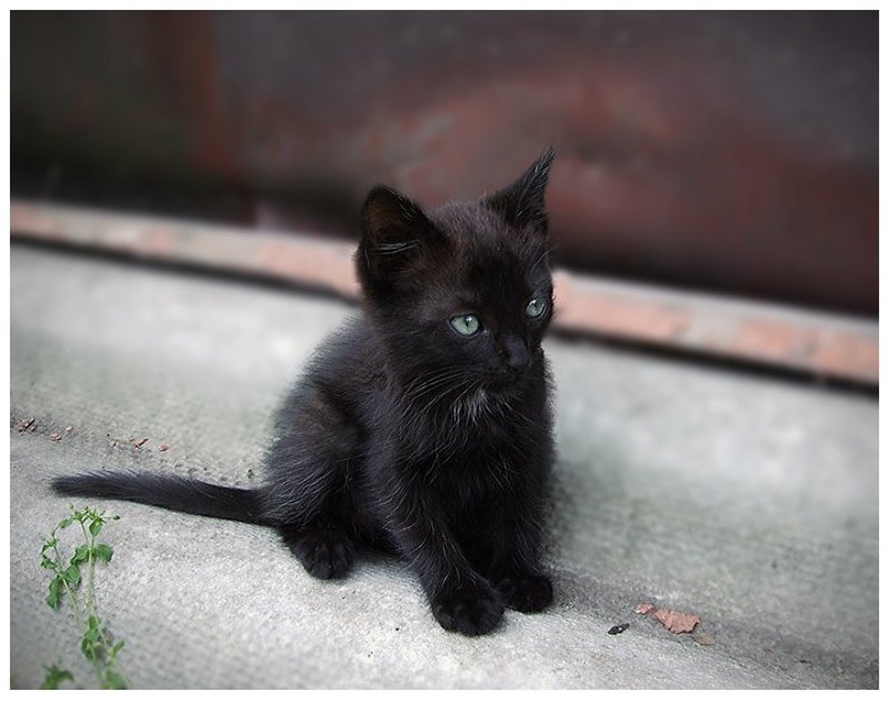 Котенок фото превью