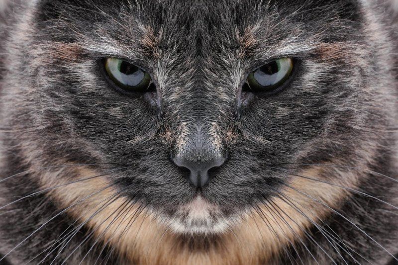 кошка, зеркальное отражение Ассолька - отражениеphoto preview