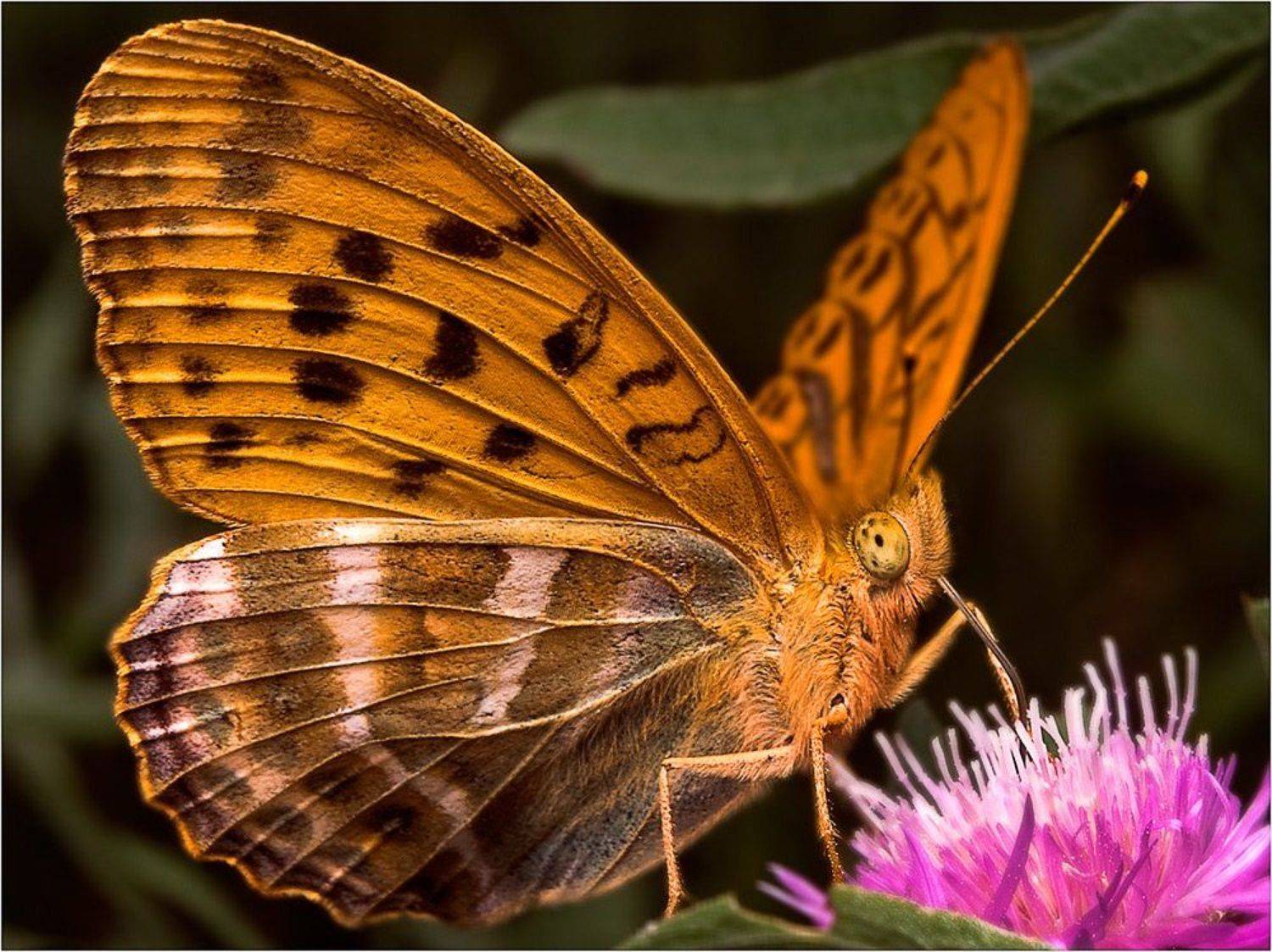 Автор: Курочкин Валерий бабочка, Курочкин Валерий