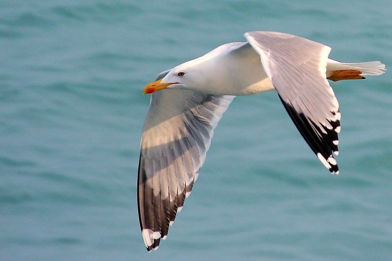 море, чайка, полет, белой, серый, голубой, бирюзовый полетphoto preview