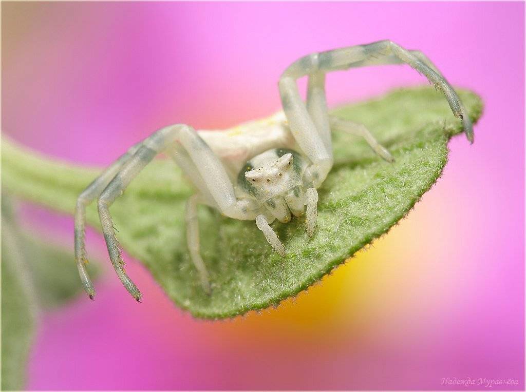 паук, бокоход, thomisidae, thomisus, onustus, Надежда Муравьёва
