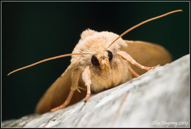 макро, фото, александр нагорный, портрет, бабочка, пяденица, geometridae, берёза photo preview