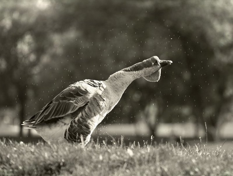 С гуся водаphoto preview