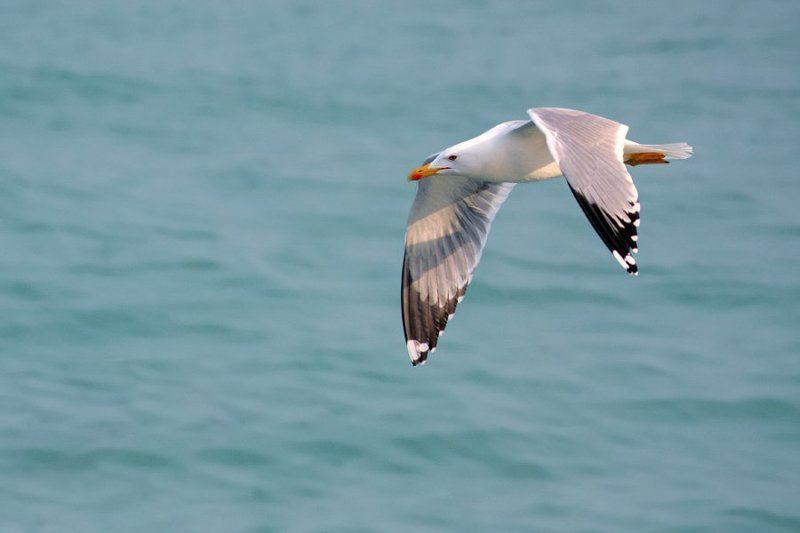 чайка, море, вода, голубой, серый, белый Орешки говоришь - в пролётеphoto preview