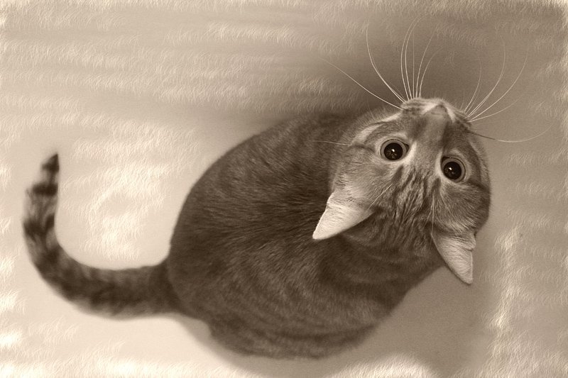 Кошка-мышкаphoto preview