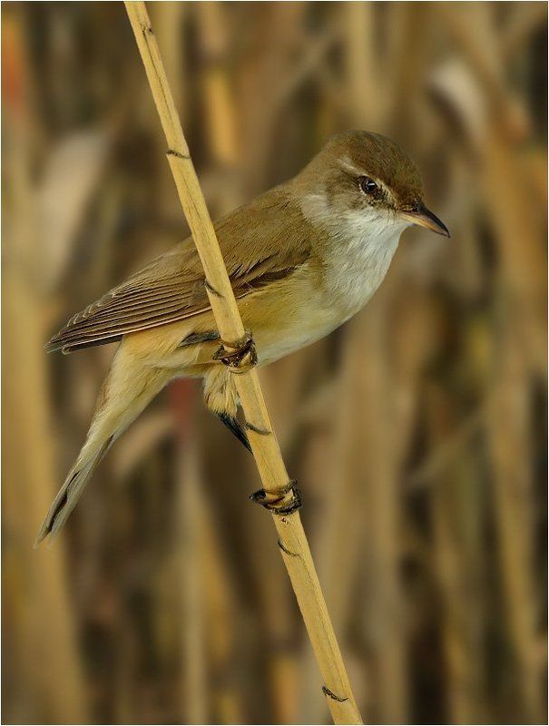 камышовка Птичка-невеличкаphoto preview