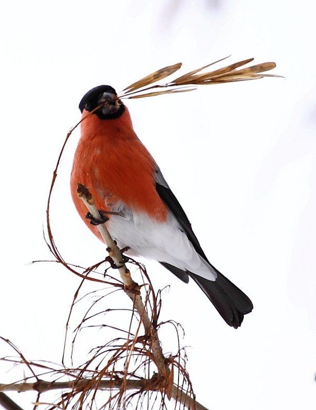 На свиданиеphoto preview