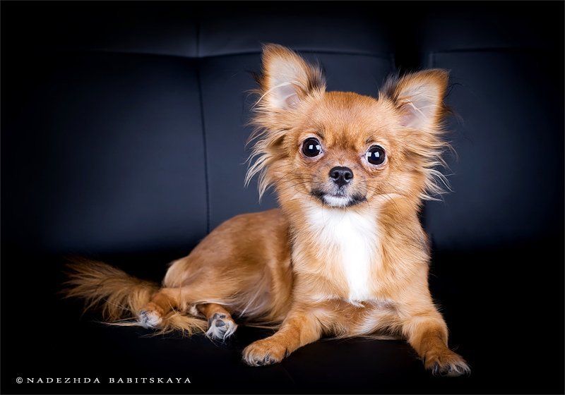 собаки, чихуа-хуа, dog, photo preview