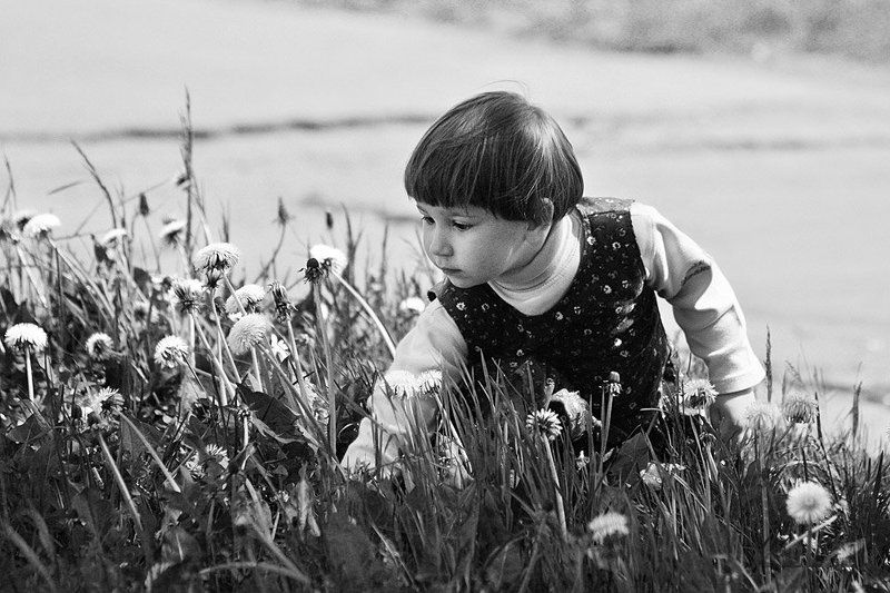 дети, цветы У дорожки одуванчиковый лес.. В нём Алиса бродит в поисках чудес.. фото превью