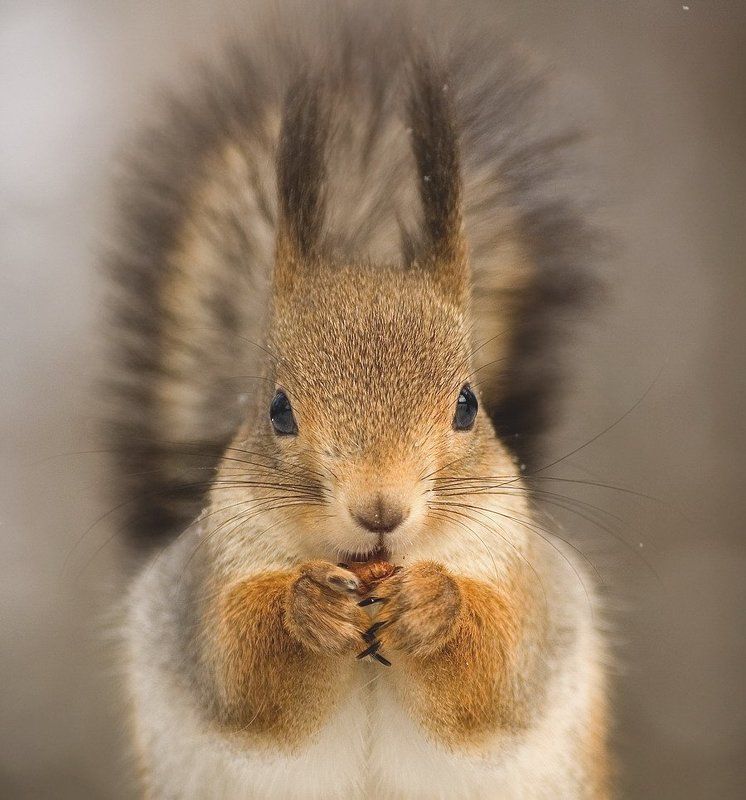 грызунphoto preview