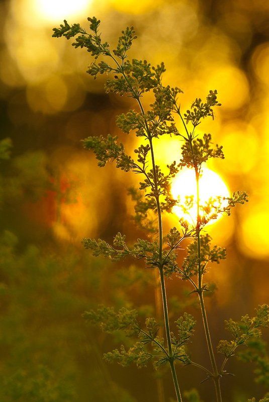 травы, закат, свет Травы на закате..photo preview