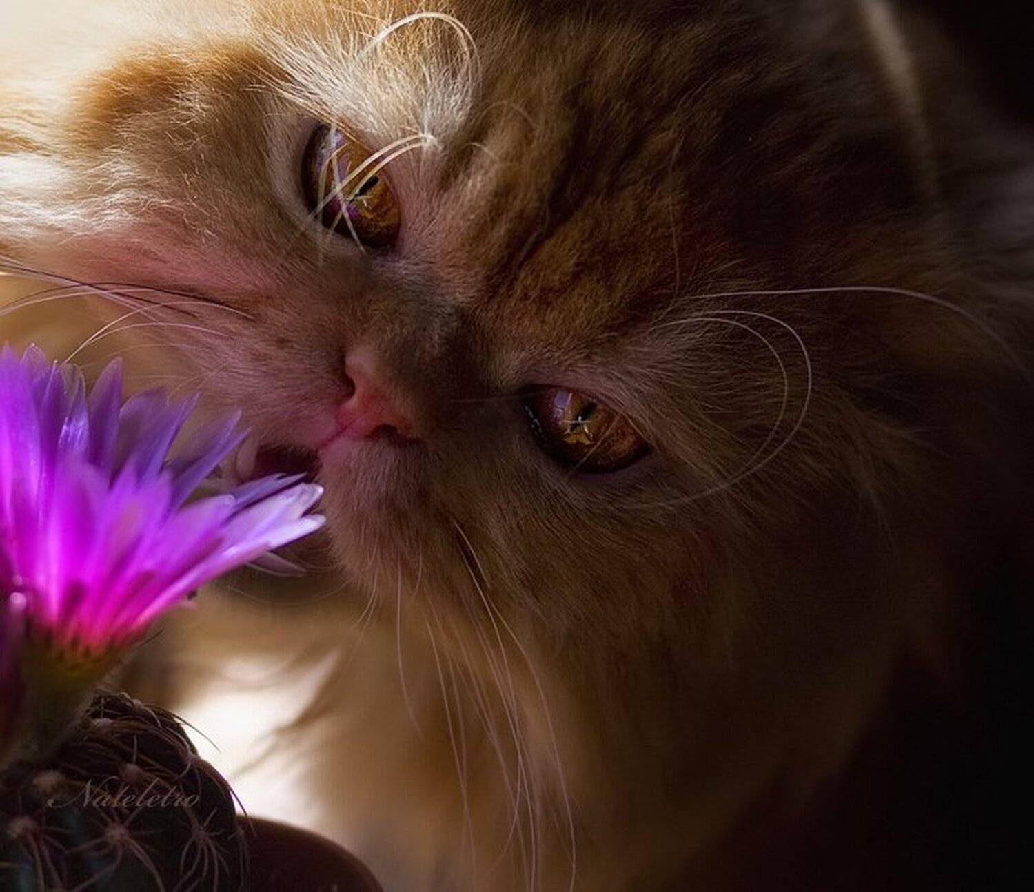 рыжий персидский кот, цветок кактуса, Nateletro