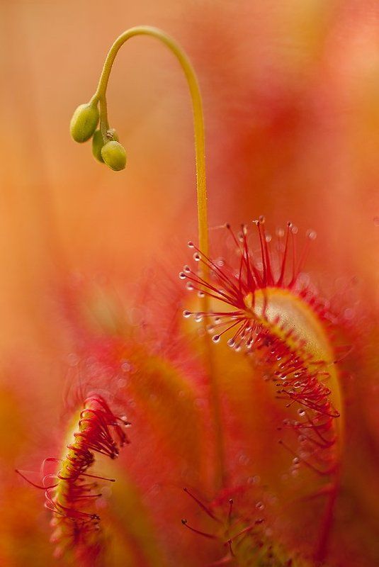 росянка, липучка, макро о росянке...photo preview