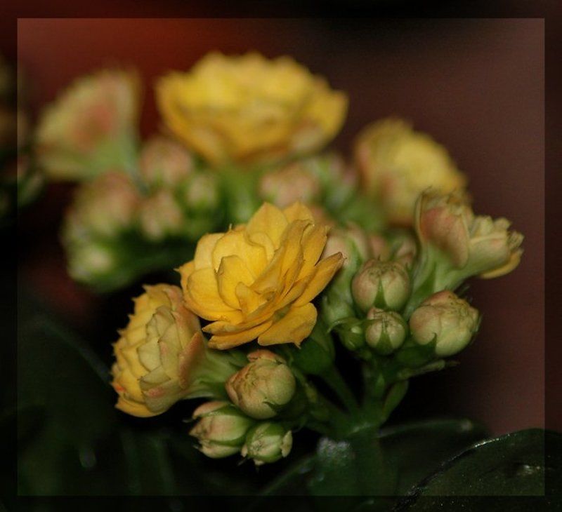 Каланхоеphoto preview