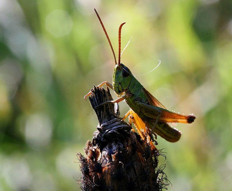 кузнечик, лето Весёлый, солнечный тараканphoto preview