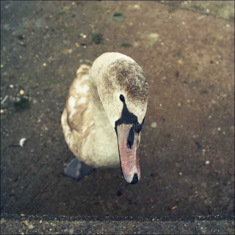 селезень [drake]photo preview