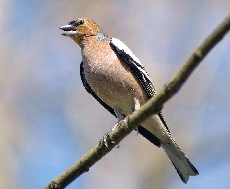 зяьликphoto preview