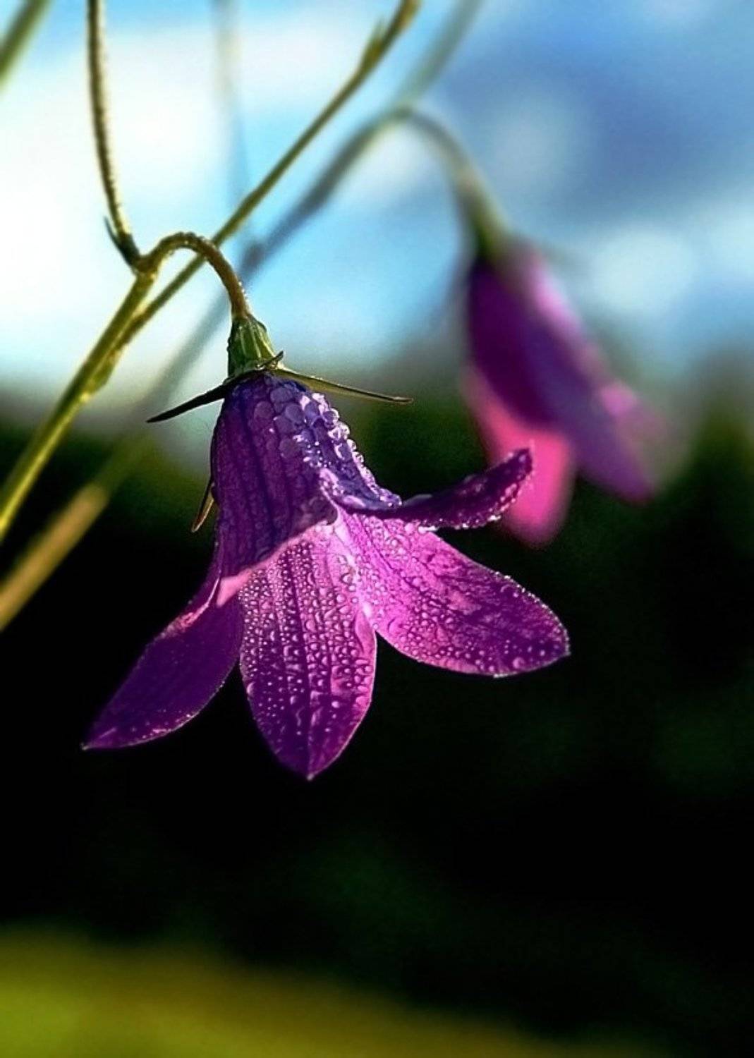лето,цветы, Василий Черкасский