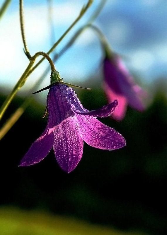 лето,цветы Звенит, только тихонькоphoto preview