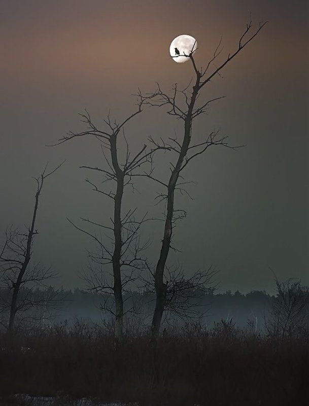 Луна,  дерево,  ворон.photo preview