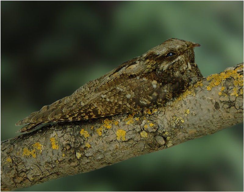 козодой, обыкновенный Чудеса маскировкиphoto preview