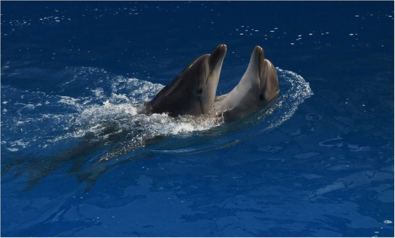 Сладкая парочкаphoto preview