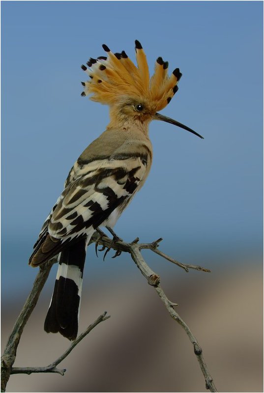 удод Птица Говорунphoto preview