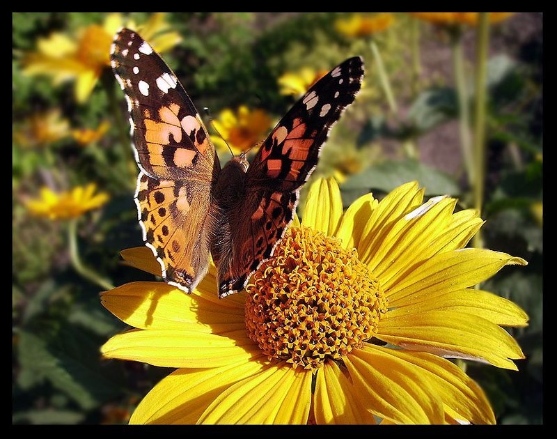 Кусочек летаphoto preview