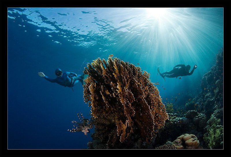 фридайве, крылатка, коралл, свет Заходим слева, заходим справа - загоняем?  Загоняем!photo preview