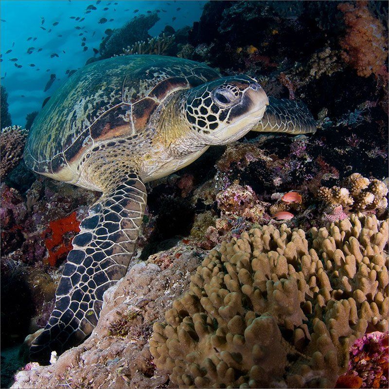 чирипахо Нетушки, ключика-то ... фото превью