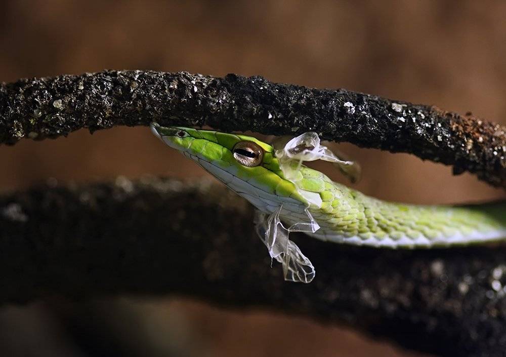 Весеннее обновление. Автор: zhulevalena , zhulevalena