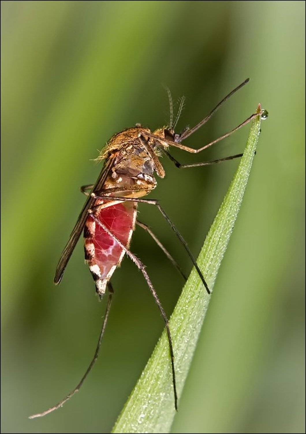 комар, кровопийца, дама, Курочкин Валерий