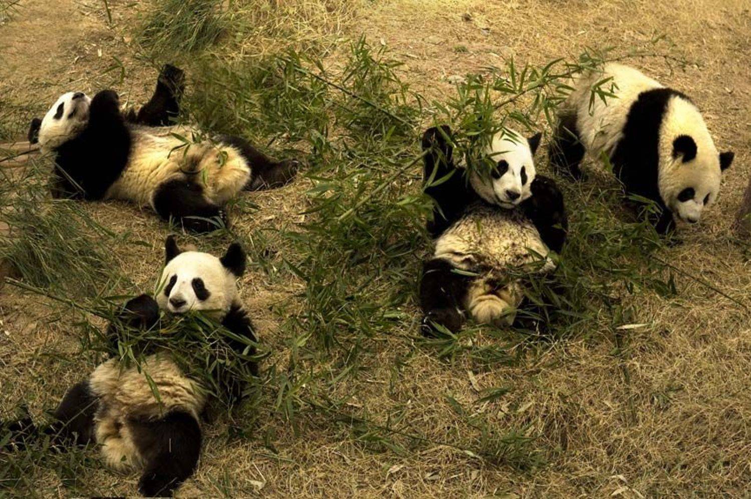 китай, панды, игрушки, Татьяна Гориловская