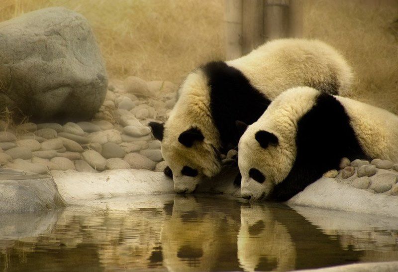 китай, панды, вода, отражение 2+2=2photo preview