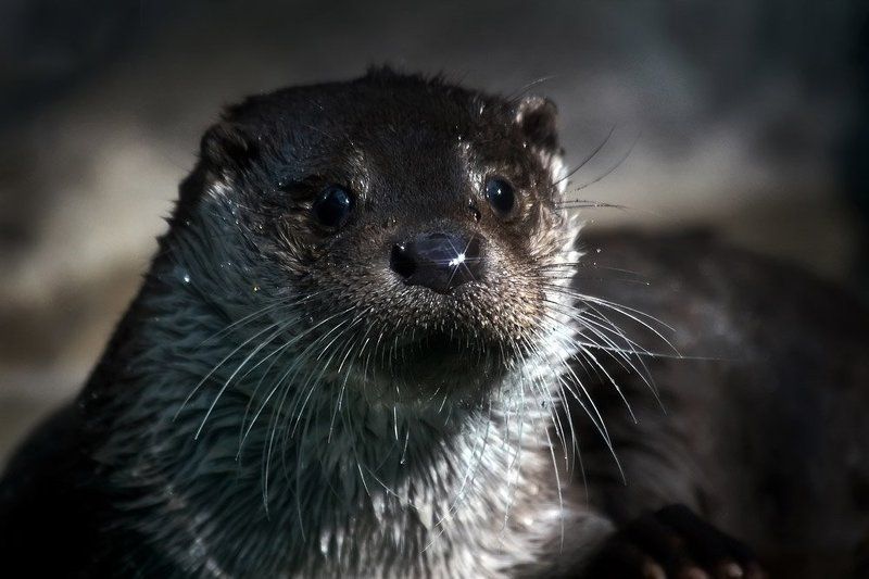 московский, зоопарк, выдра Про непревзойдённую красу... Со звёздочкой на носу... фото превью