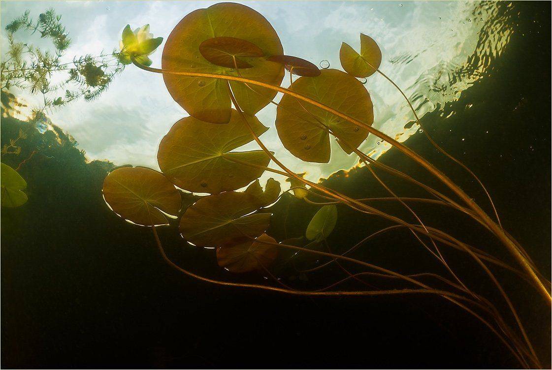 Нити лилий. Автор: Сергей Шанин , Сергей Шанин