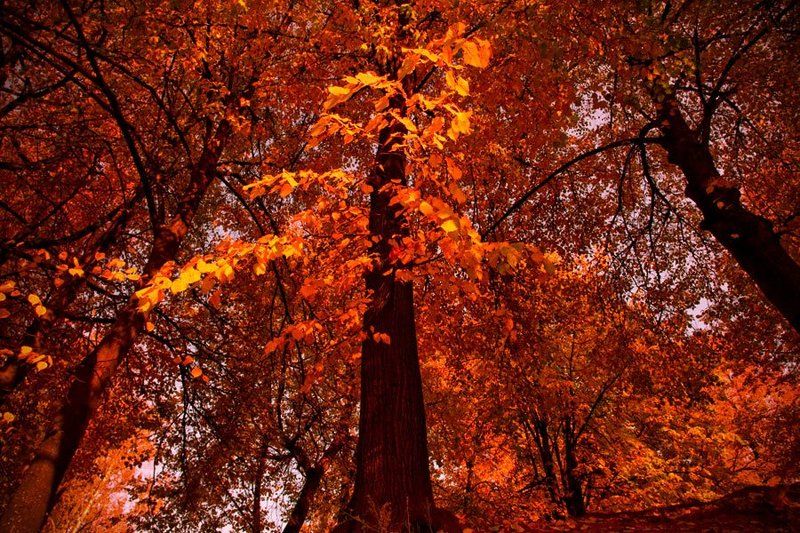 Осеньphoto preview