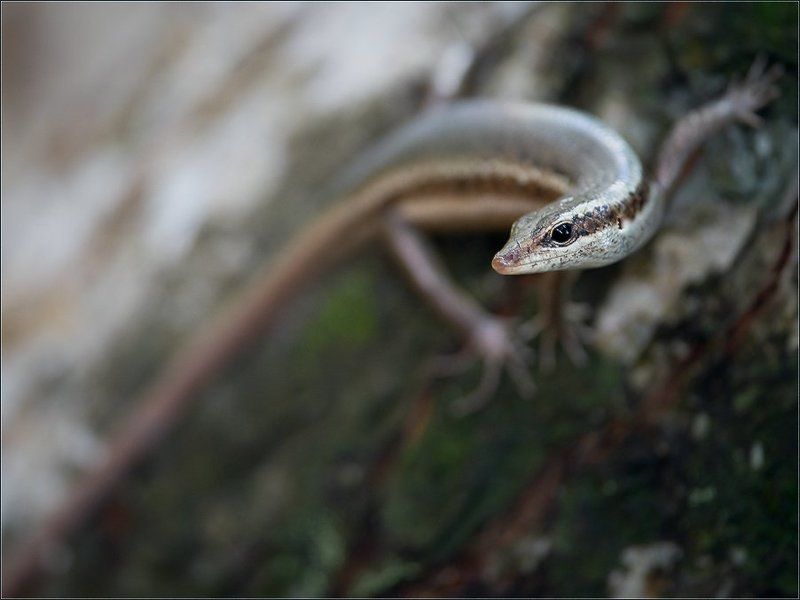 сейшелы,ла диг,ящерица, Да! Вот такая я!photo preview