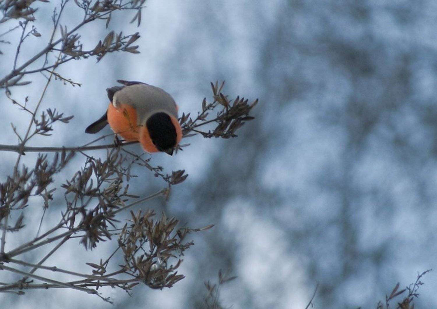 ХОМЯК. Автор: Юрий Лукьяненко (o4spok) хомяк, он, же, снегирь, Юрий Лукьяненко (o4spok)