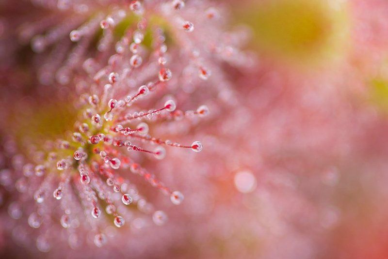 росянка, липучка, макро Утренняя болотная.photo preview