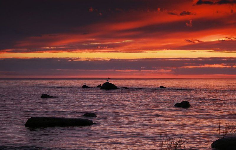 ладога, ладожское, озеро, июль, вода, чайки, камни, лето, тепло, море Перед рассветомphoto preview