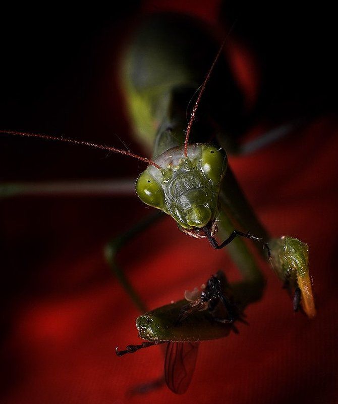 богомол,муха,макро,завтрак а кухня у вас хороша!!photo preview