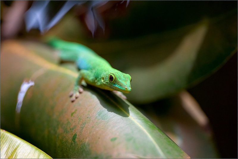 сейшелы,ла диг,ящерица,геккон Живой изумрудphoto preview
