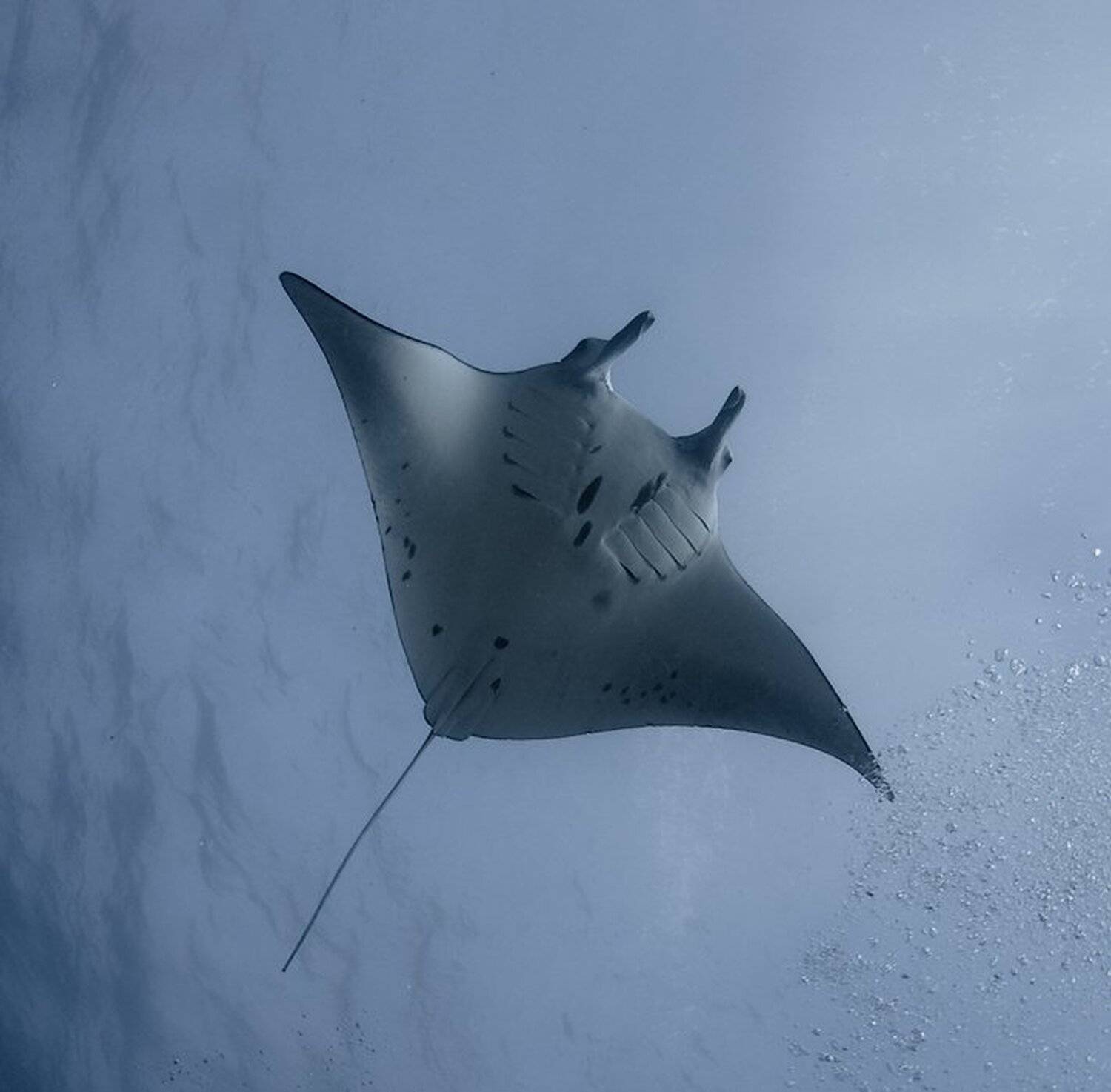море, манта, mantaray, underwater, Виктор Чистов