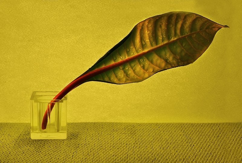 листок,крапли живойphoto preview