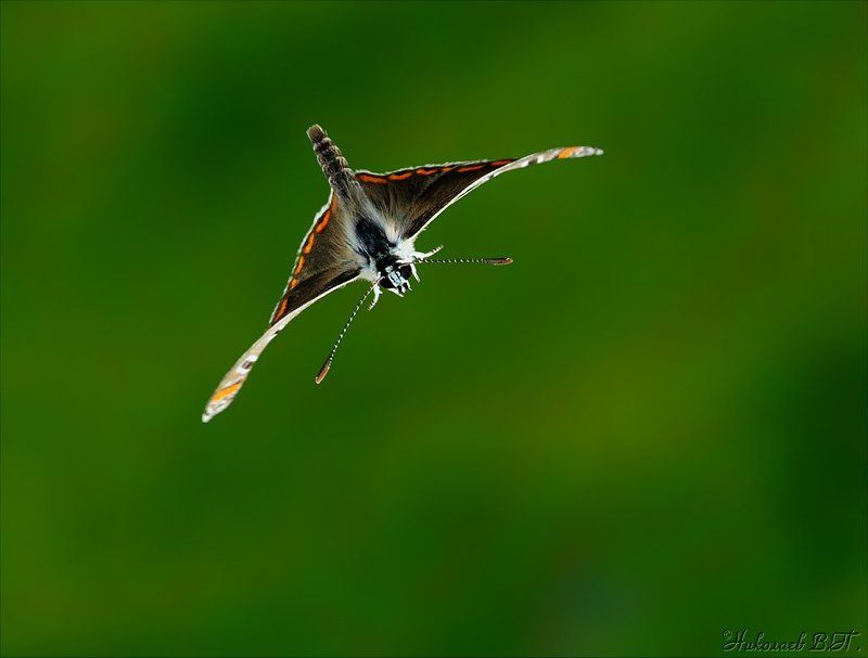 макро, полет, бабочка, голубянка, пируэт, манта \