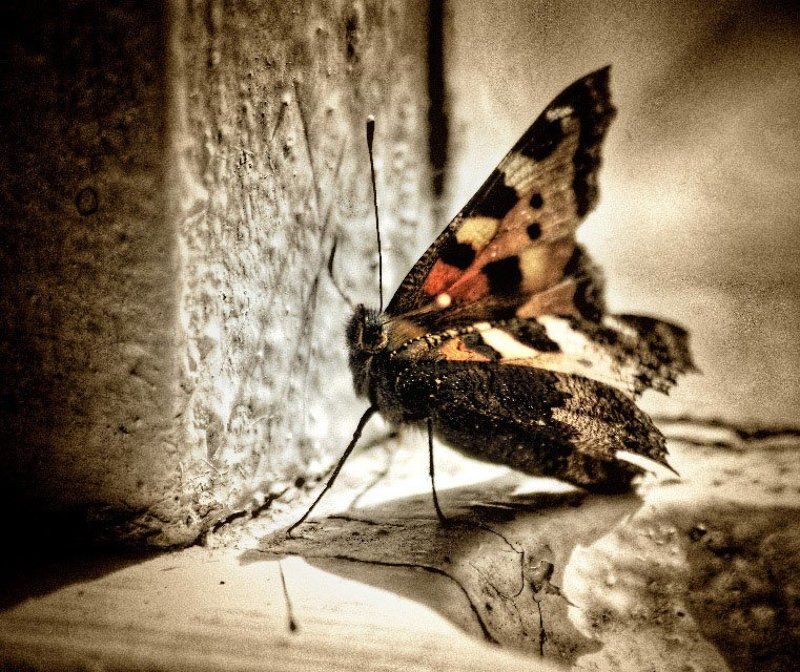 бабочка В жизненном тупике.photo preview